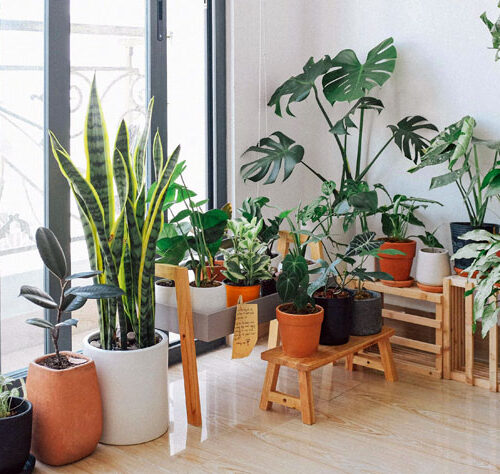 air purifying plant for home