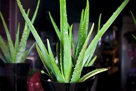 Aloe Vera