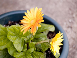 Gerbera Daisy