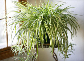 spider plant